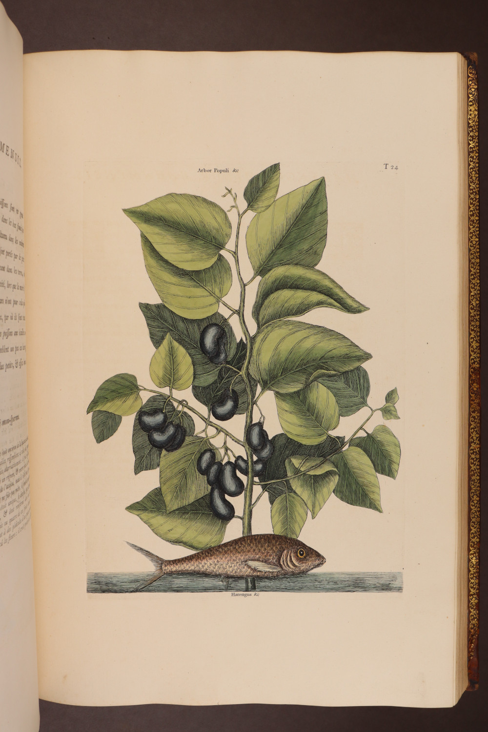 Plate 24